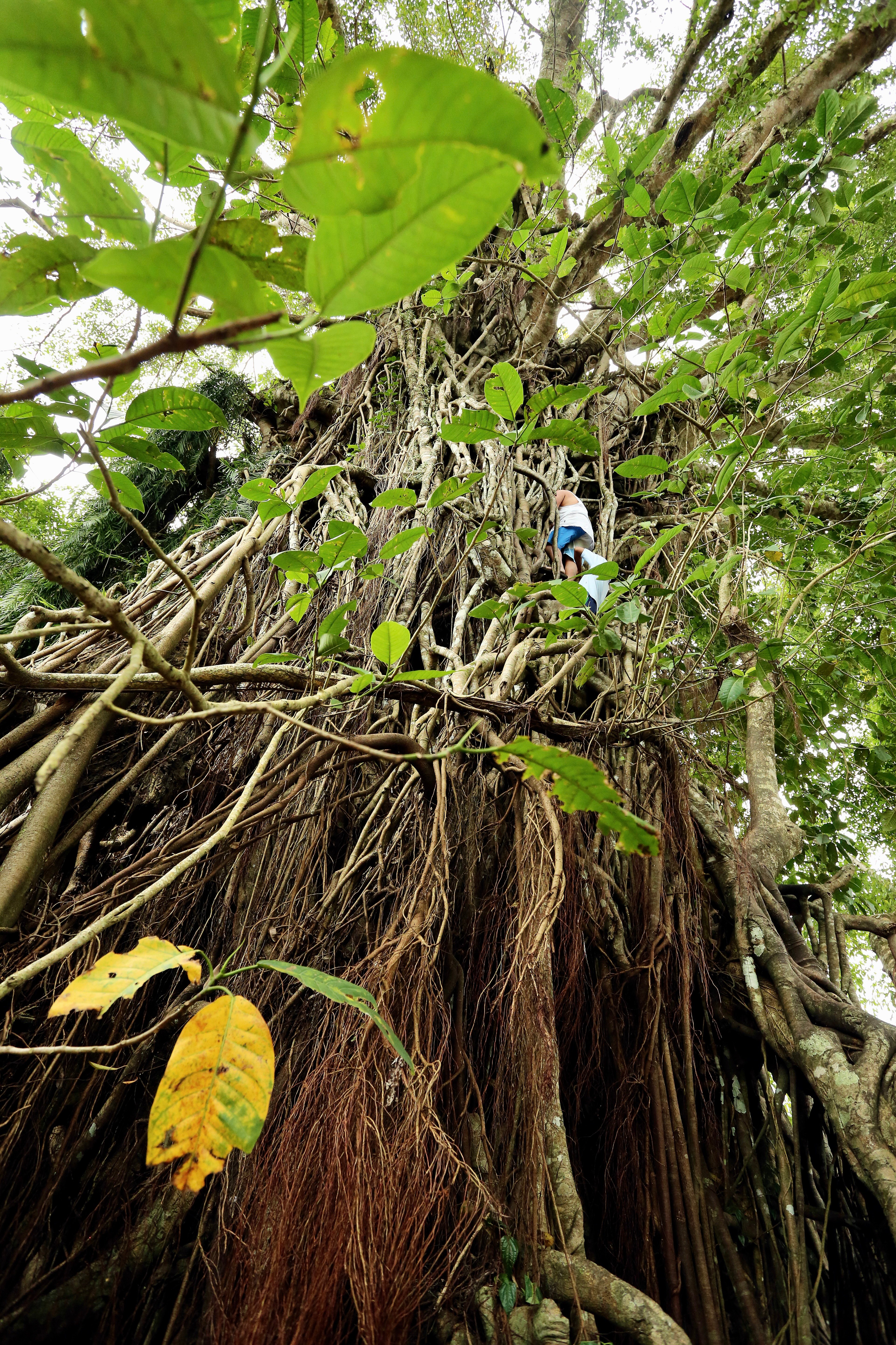 THE balete tree stands as both a natural wonder and a symbol of enduring superstition.