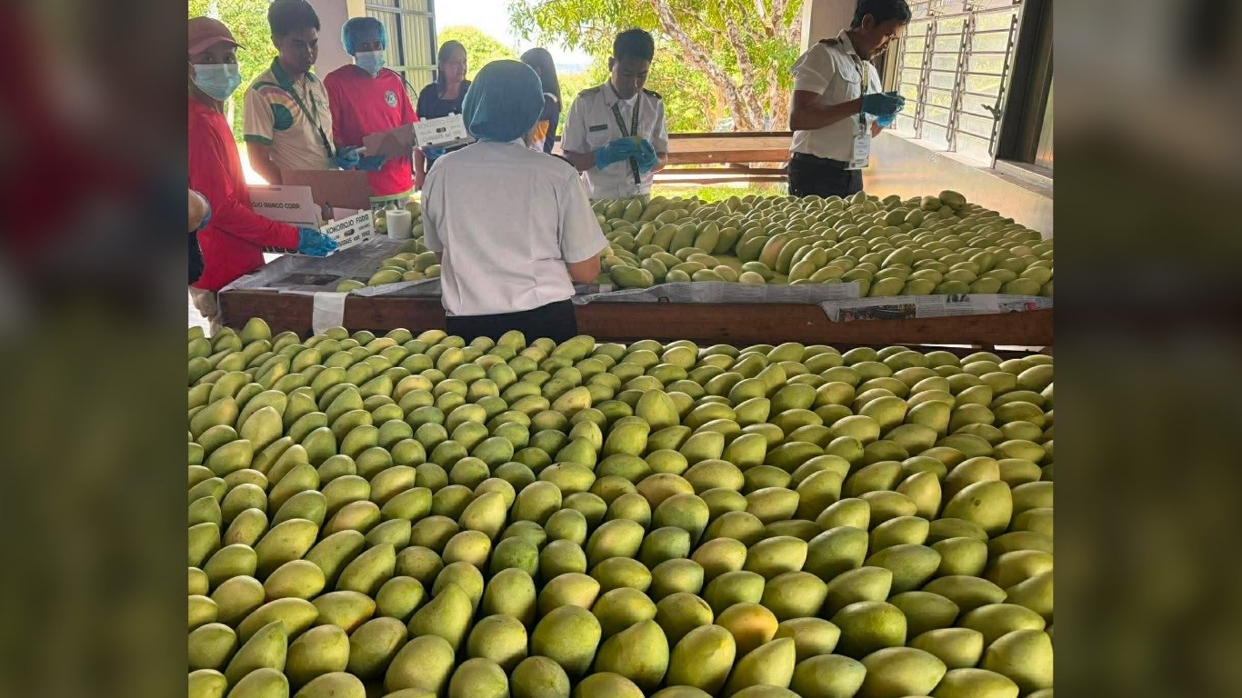 Guimaras mangoes enter European market check
