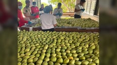 Guimaras mangoes enter European market check