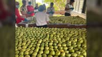 Guimaras mangoes enter European market check