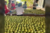 Guimaras mangoes enter European market check