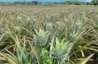 Lightning claims pineapple worker