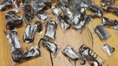 Police seize venomous scorpions in airport