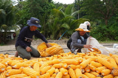 DA reviews Corn Banner Program gains in Central Luzon