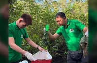 SM Cares leads Sorsogon mangrove cleanup
