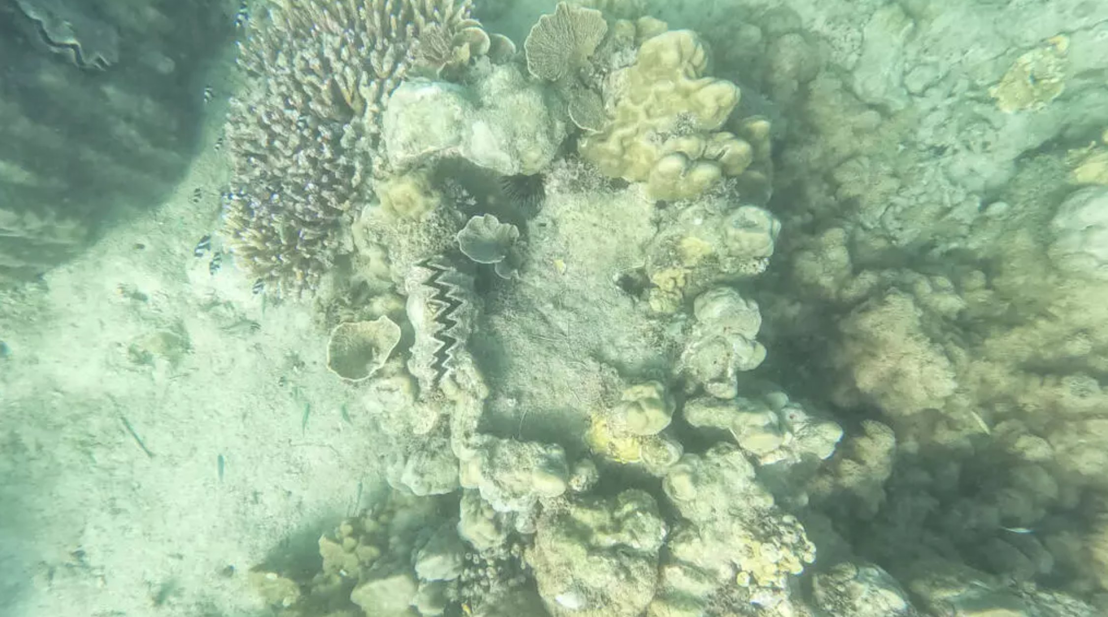 Vast areas of coral reef could resist climate change