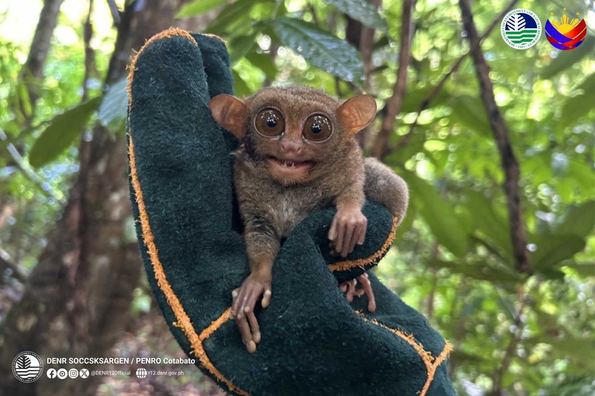 Tarsier rescued in Kidapawan City
