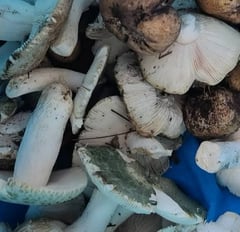 DOH cautions public on wild mushroom consumption