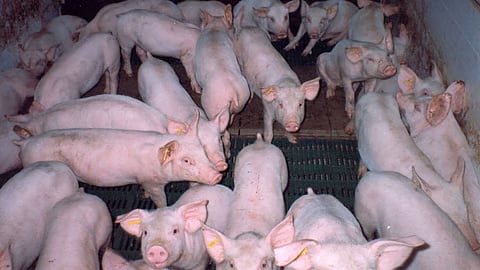 ASF cases contained in Nueva Vizcaya