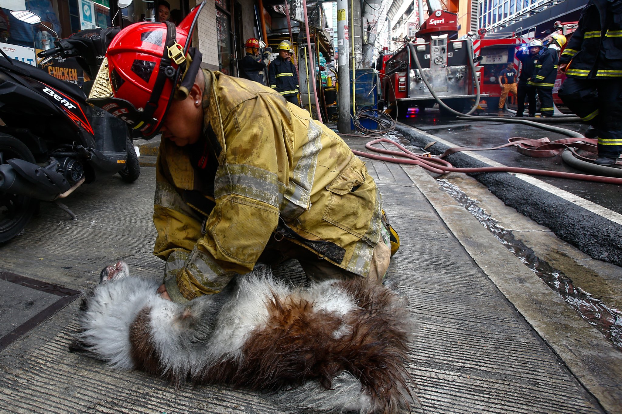 Dog rescuer
