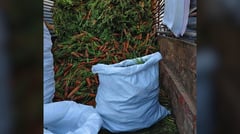 Farmers reel as imported carrots surge