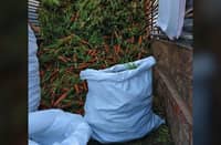 Farmers reel as imported carrots surge