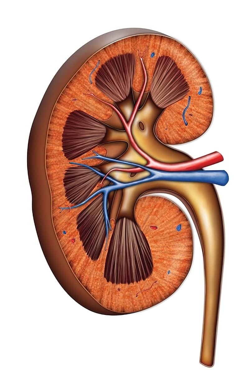 PROTECTING kidney health starts with managing blood pressure, blood sugar and lifestyle habits.
