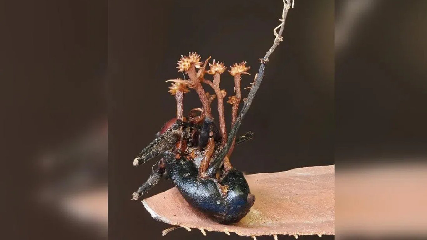 Scientists discover ‘hyperparasite’