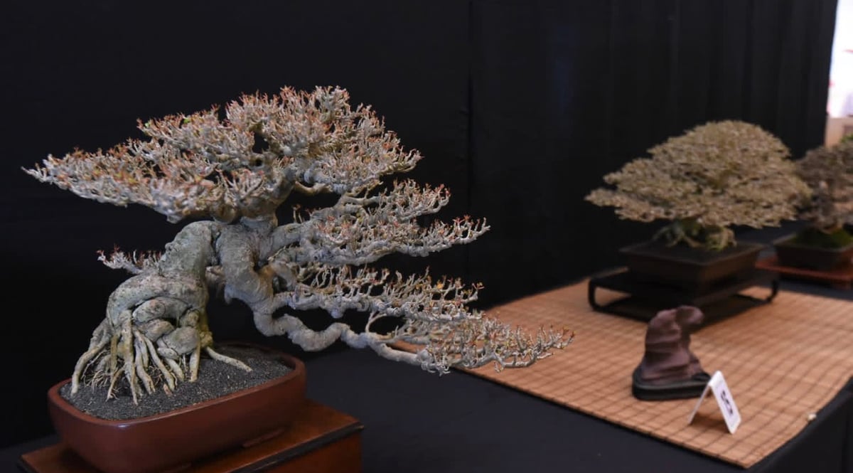 BONSAI BOND