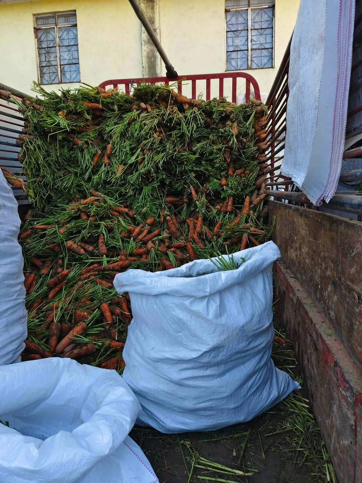 Because of the influx of import s carrots at the markets in Manila and Quezon province, the vegetable farmers and traders of Benguet and Mountain Province will have to carry the burden on how to dispose their goods and face the threat of bankruptcy. Photos courtesy of League of Associations at the La Trinidad Vegetable Trading Post Inc.
