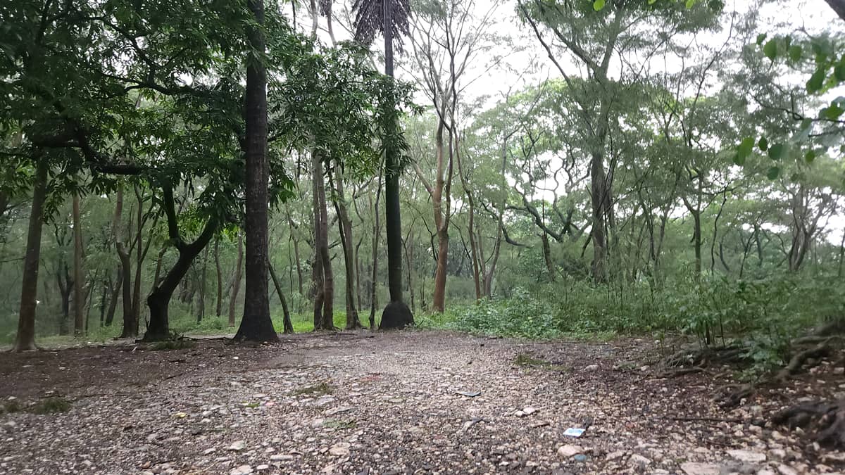 UP Diliman Arboretum