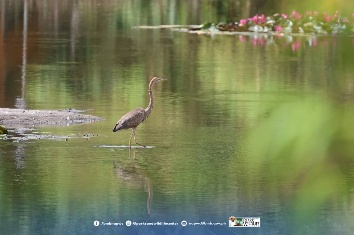 Ninoy Aquino Parks and Wildlife Center