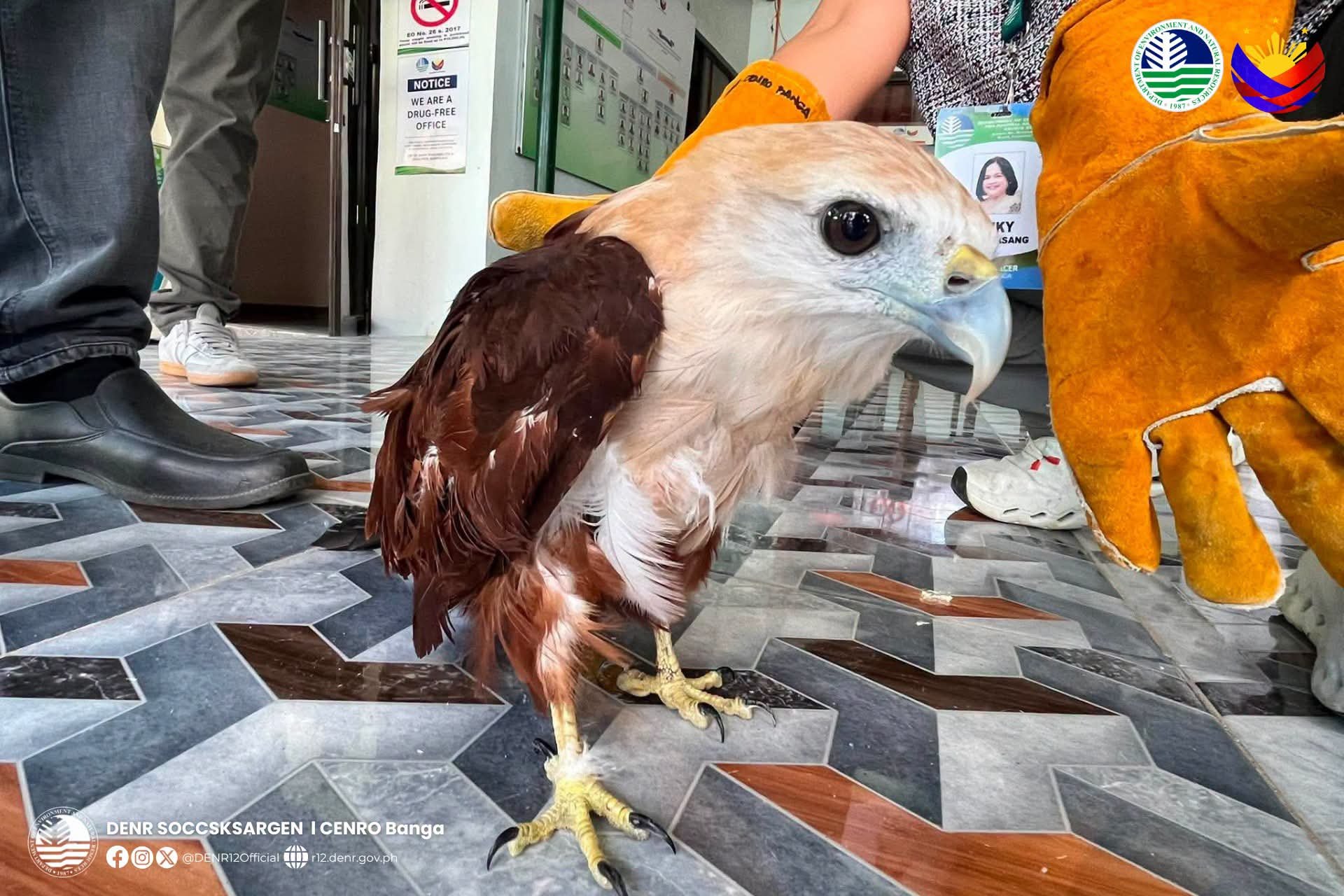 Juvenile Brahminy Kite rescued in South Cotabato