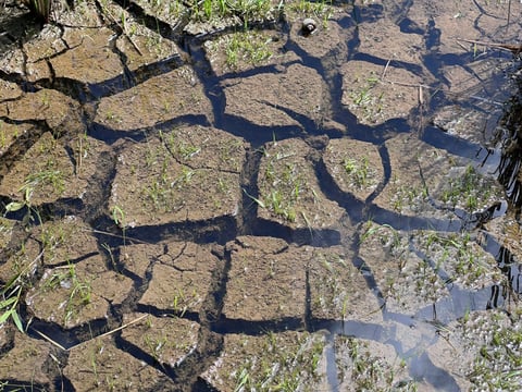 Lanao Sur rolls out El Niño measures