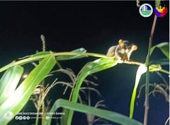 PH tarsier spotted in South Cotabato cornfield