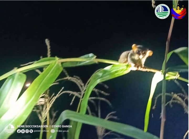 PH tarsier spotted in South Cotabato cornfield