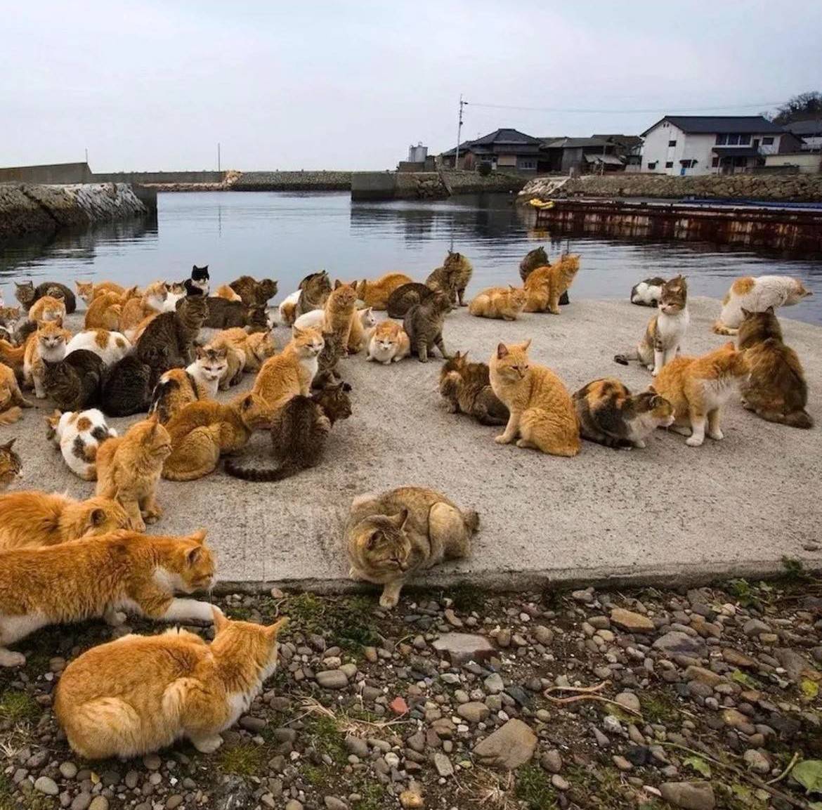 IN Japan, there are multiple ‘Cat Islands’ (neko-shima), where feline residents outnumber the human population. The two most famous are Tashirojima (Miyagi Prefecture) and Aoshima (Ehime Prefecture).