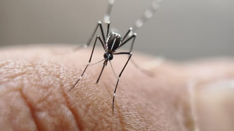 Tuba town dengue cases surge 50%