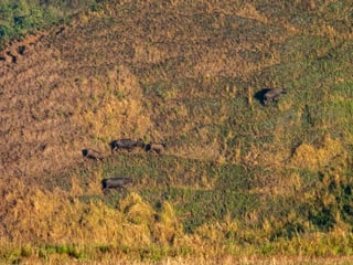Tamaraw population in Mindoro increases, according to DENR