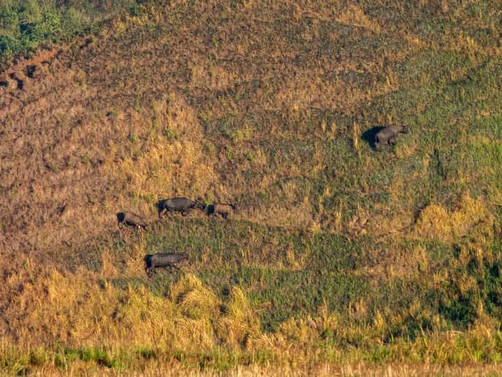 Tamaraw population in Mindoro increases, according to DENR