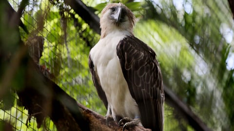 10,000 hectares eyed for Phl eagle release
