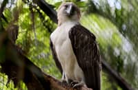 MORE than 10,000 hectares of forestland in the central Leyte highlands and Southern Leyte have been mapped by the Philippine Eagle Foundation as potential release sites for Philippine Eagles, supporting ongoing conservation and reintroduction efforts for the species.