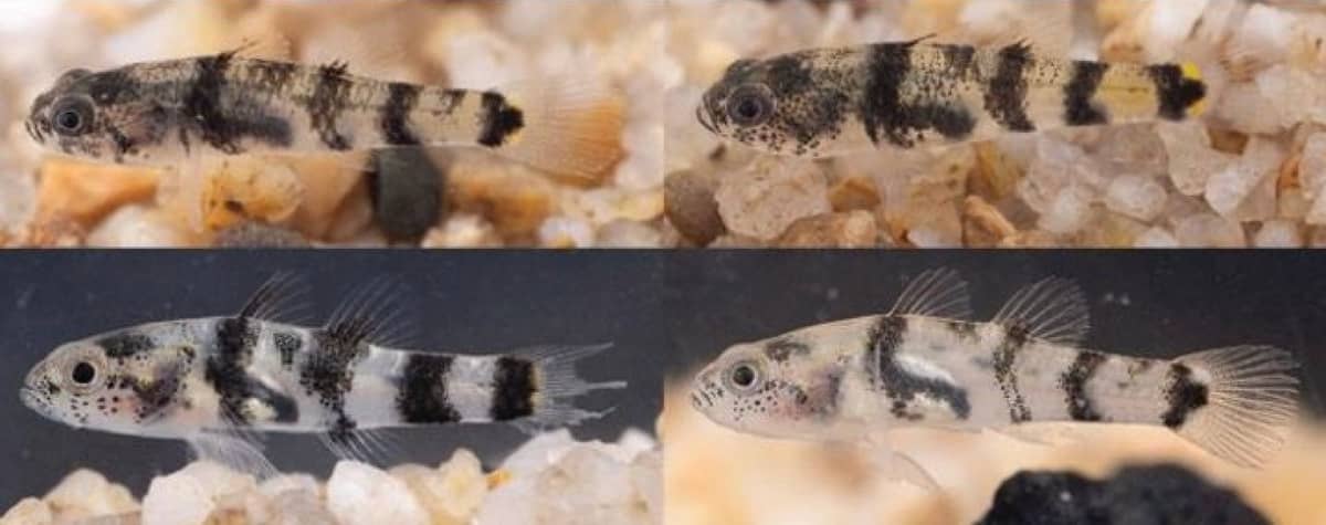 BRACHYGOBIUS jennie, also known as Jennie’s bumblebee goby.