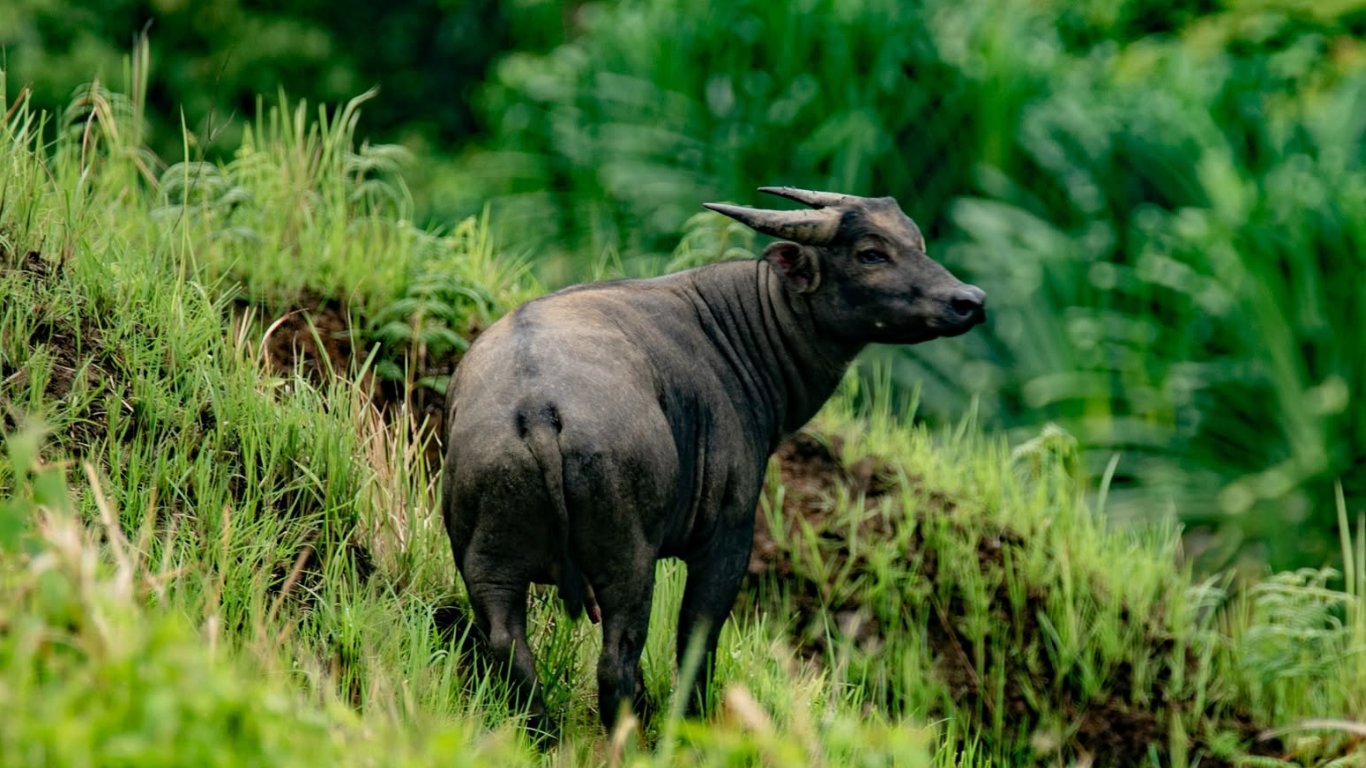 MBCFI, D’Aboville partner for tamaraw conservation
