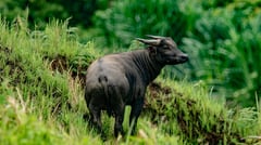 MBCFI, D’Aboville partner for tamaraw conservation
