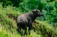 DAF estimated the population of tamaraws in Mt. Iglit-Baco Natural Park at 300 heads.