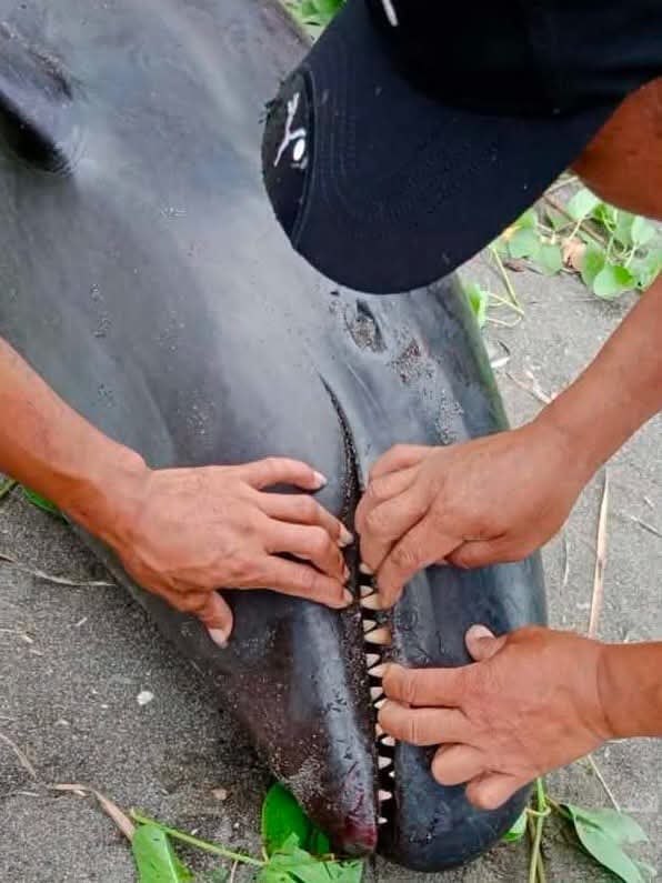 Melon-headed whale found dead in Antique