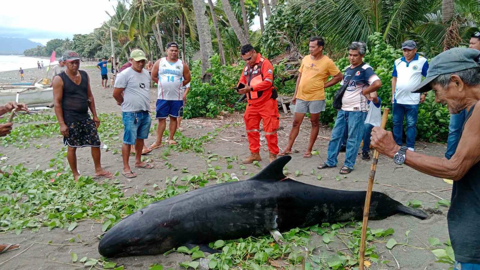 Entangled melon-headed whale dies amid stranding