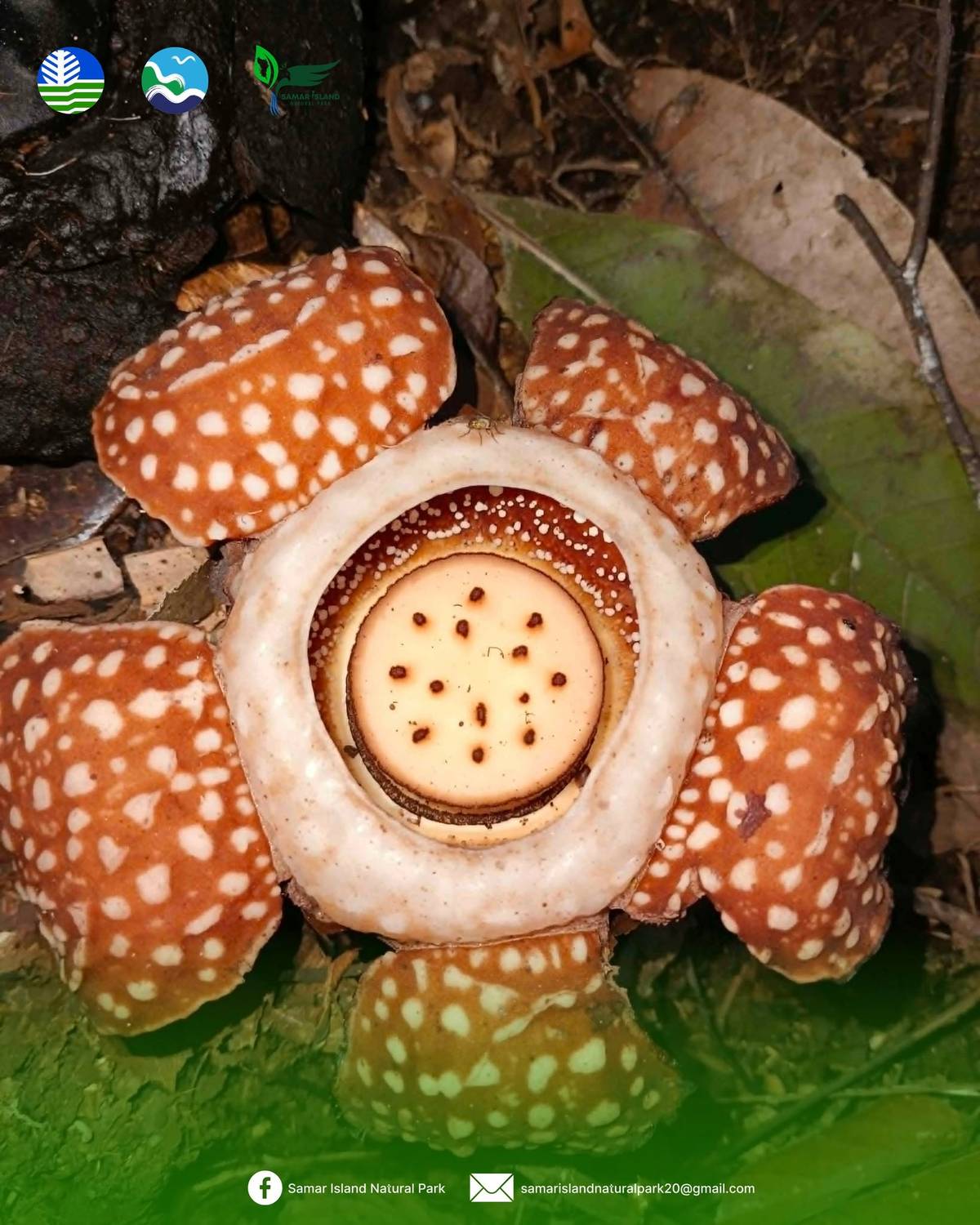 Curate Rafflesia Rare Samar Rafflesia rediscovered after 15 years | Daily Tribune