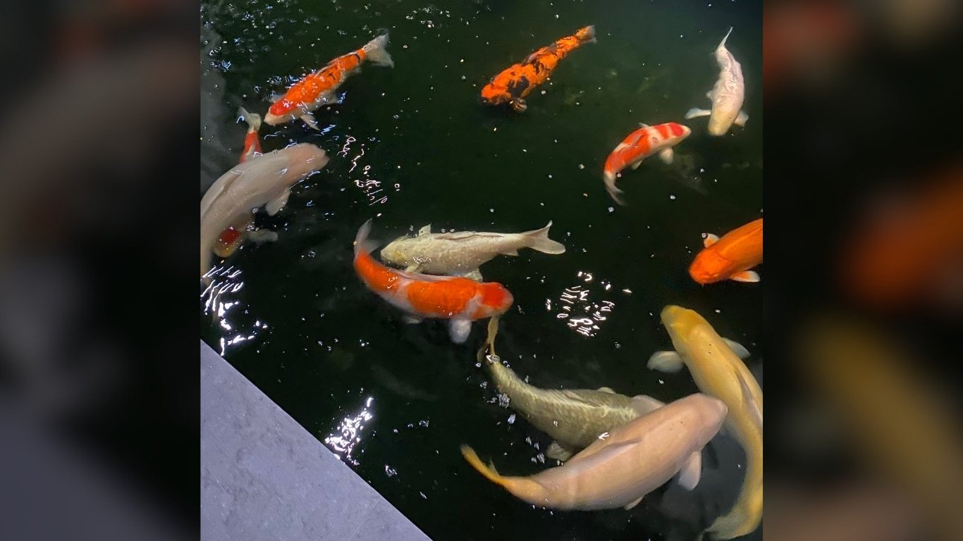 Tranquility and time in a koi pond