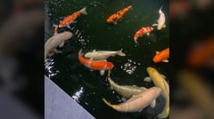 Tranquility and time in a koi pond