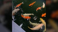 Tranquility and time in a koi pond