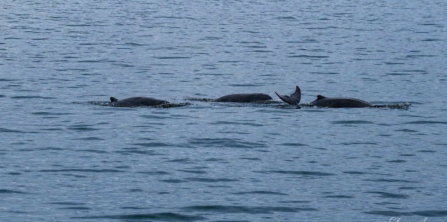 BFAR urges stronger protection after Irrawaddy dolphin sightings
