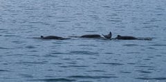 Researchers survey Irrawaddy dolphins in Malampaya Sound