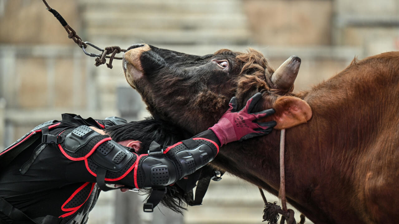 BULL WRESTLERS FIGHT, KEEP TRADITION ALIVE