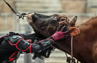 BULL WRESTLERS FIGHT, KEEP TRADITION ALIVE
