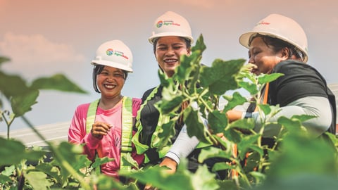 Green Energy goes hand-in-hand with food security