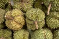 DURIAN fruits are displayed during the Myanmar Durian Festival 2026 at the Myaypadethakyun in Yangon on 19 May 2026.
