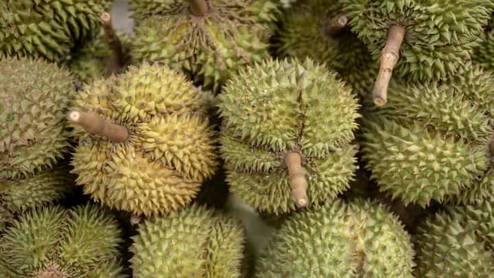 DURIAN fruits are displayed during the Myanmar Durian Festival 2026 at the Myaypadethakyun in Yangon on 19 May 2026.