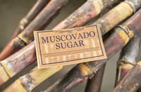 THE muscovado variant of sugar cane that is endemic in Negros Occidental.